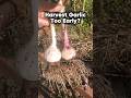 Checking My Softneck Garlic To See If It S Ready Read Description Gardening Garlic