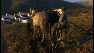 Fray Leopoldo de Alpandeire. El Santo del Pueblo