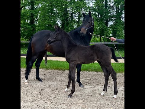 Hengstfohlen von Cadeau Noir - E.H. Helium - Don Diamond