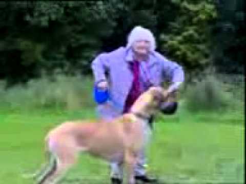 babcia i pies śmieszne