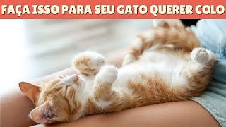 COMO FAZER O GATO GOSTAR DE COLO? 4 Dicas Infalíveis!