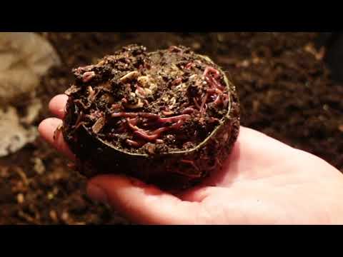 Worm Wednesday Feeding and early check in 1 lb red wiggler bin