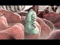 Gene Silencing By MicroRNAs