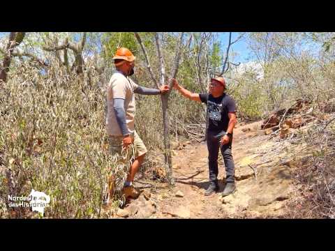 Nordeste das Histórias - Trilhas Rupestres: Jornada Histórica em Olho D'Água do Casado | 28/12/2025