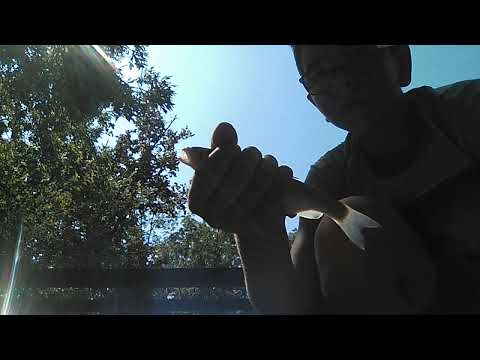 Cavedanello con i vermi !!!