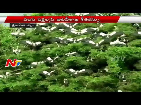 Nigerian Foreign Birds Experiencing Water Crisis in Srikakulam District | NTV