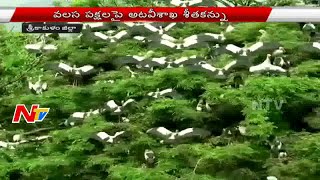 Nigerian Foreign Birds Experiencing Water Crisis in Srikakulam District | NTV