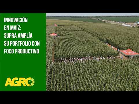 Innovación en maíz: Supra amplía su portfolio con foco productivo
