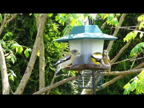Invasion of  The Evening Grosbeaks