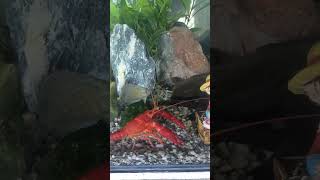 ILANG ORAS LANG DAPAT NAKA ON ANG ILAW SA AQUARIUM