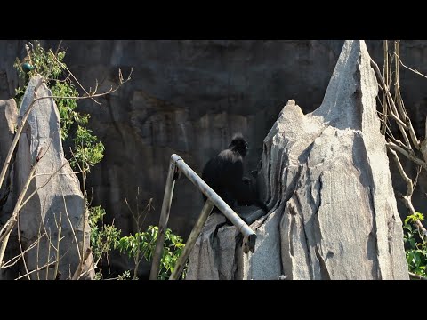 our wilderness adventure at mandai rainforest wild asia