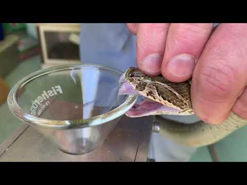 Russell's Viper Venom Extraction