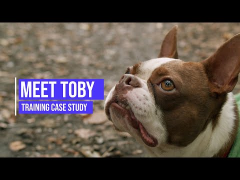 Stopping a Boston Terrier from reacting aggressively towards other dogs