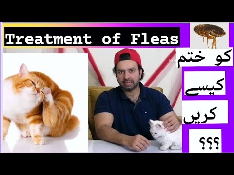 Treatment of fleas and ticks in cats | Best home remedies /Urdu /Hindi