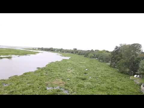 Saladero Cabal: el río San Javier se llenó de vegetación y el agua amenaza con ingresar a viviendas