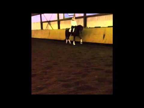 4,5 Jährige Sir Donnerhall Stute