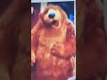 Bear Yawning