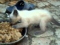 Кот ест ГОВНО!) 