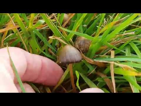 download lagu mp3 mp4 Liberty Caps, download lagu Liberty Caps gratis, unduh video klip Liberty Caps