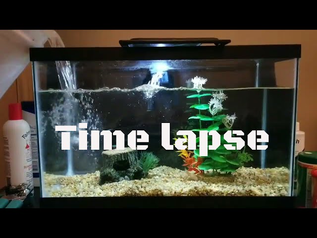 CLEANING A BETTA FISH TANK : TIME LAPSE  2017