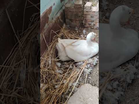 Organic Duck Egg duck ||  duckegg whiteduck || Maimuna