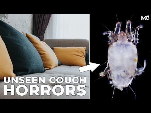 Dust Mites Under Microscope: Unveiling Parasites on Your Couch ????????