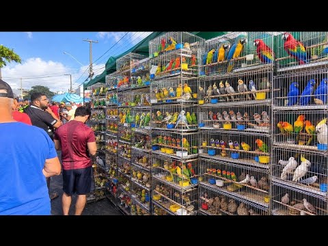 FEIRA DO PÁSSARO EXÓTICO DE CAMPINA GRANDE-PB BAIRRO DA PRATA 