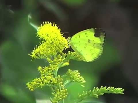 Musica Colombiana dedicada al Paraguay -Guerra triple alianza
