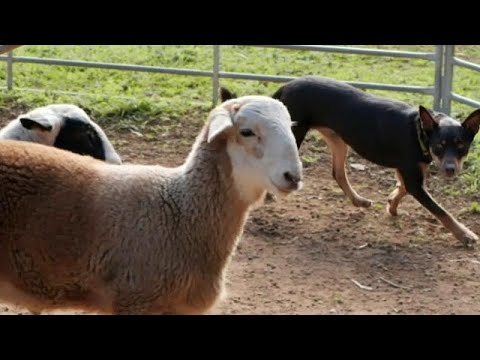 فيديو جلسات علاج ذهنية لكلاب الغنم عشب البحر الأسترالية لتحسين مزاجها وتعليمها حياة الريف…