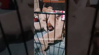 Staffordshire Bull Terrier Puppies Videos
