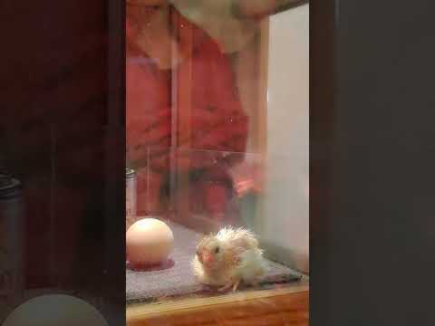 Kurz nach der Geburt des Küken