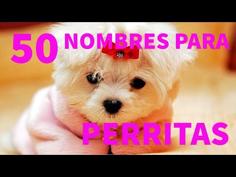 , title : 'Los 50 mejores nombres para PERRITAS'