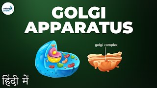 Cells - Lesson 10 | Golgi apparatus - in Hindi (हिंदी में ) | Infinity Learn