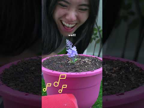 Grow a Garden Competition