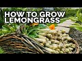 How to Grow Lemongrass and Propagate it FOREVER