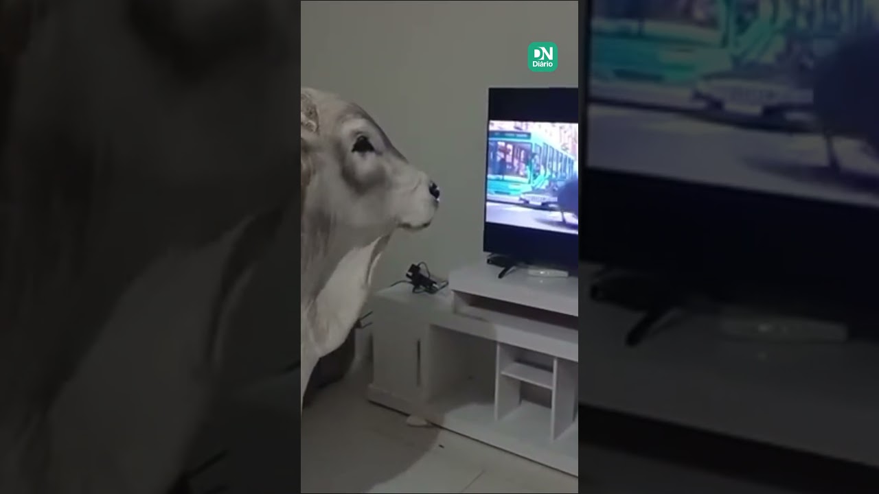 Imagem da notícia Boi “Churrasco” conquista a internet ao ser flagrado assistindo TV no interior do Rio