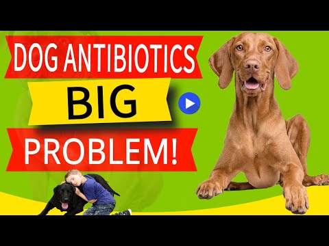15 Side Effects of Antibiotics in Dogs (And What To Do ASAP!)
