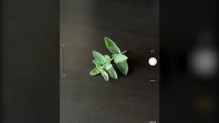 Tech Tutorial: How to Use the PlantNet App