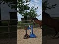 Petite jument par Candy de Nantuel