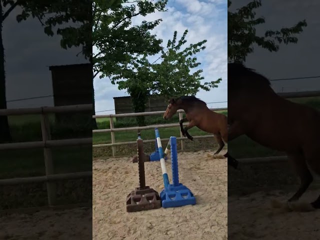 Petite jument par Candy de Nantuel