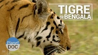 preview picture of video 'El Tigre de Bengala | Animales Salvajes - Planet Doc'