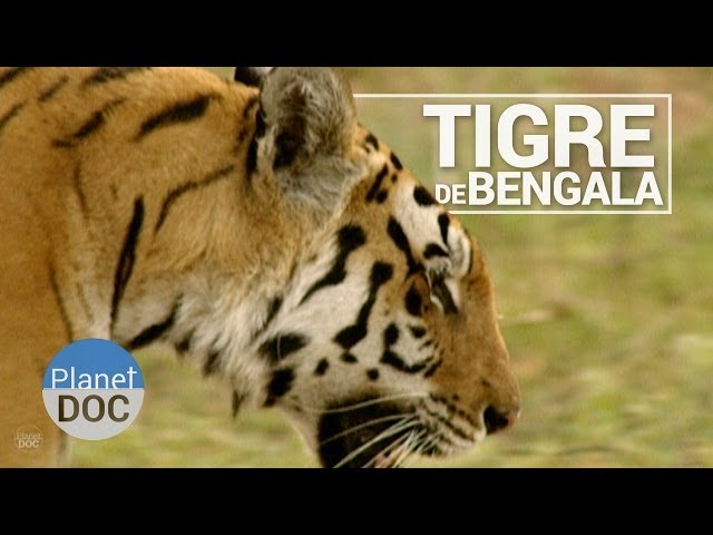 tigres videó kiejtése Spanyol-ben tigres videó kiejtése Spanyol-ben