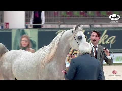 N 45 D FANNAN   VERONA 2021 International Cup   Colts 2 years old Class 7