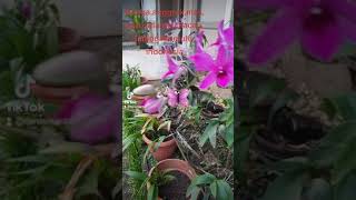 Download lagu anggrek,cantik,alunan lagu bunga dahlia😎😎😎 mp3