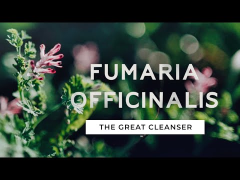 Fumaria Indica Extract Powder