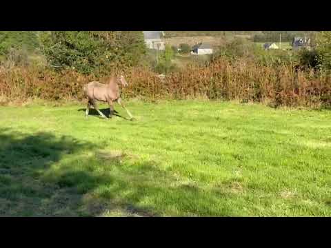 Irish Draught Filly Class 1 Breeding - Image 2