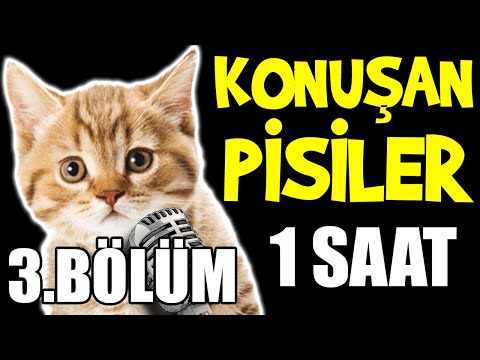 BİR SAAT DOYASIYA KONUŞAN PİSİLER 😺😺😺 - 3.Bölüm