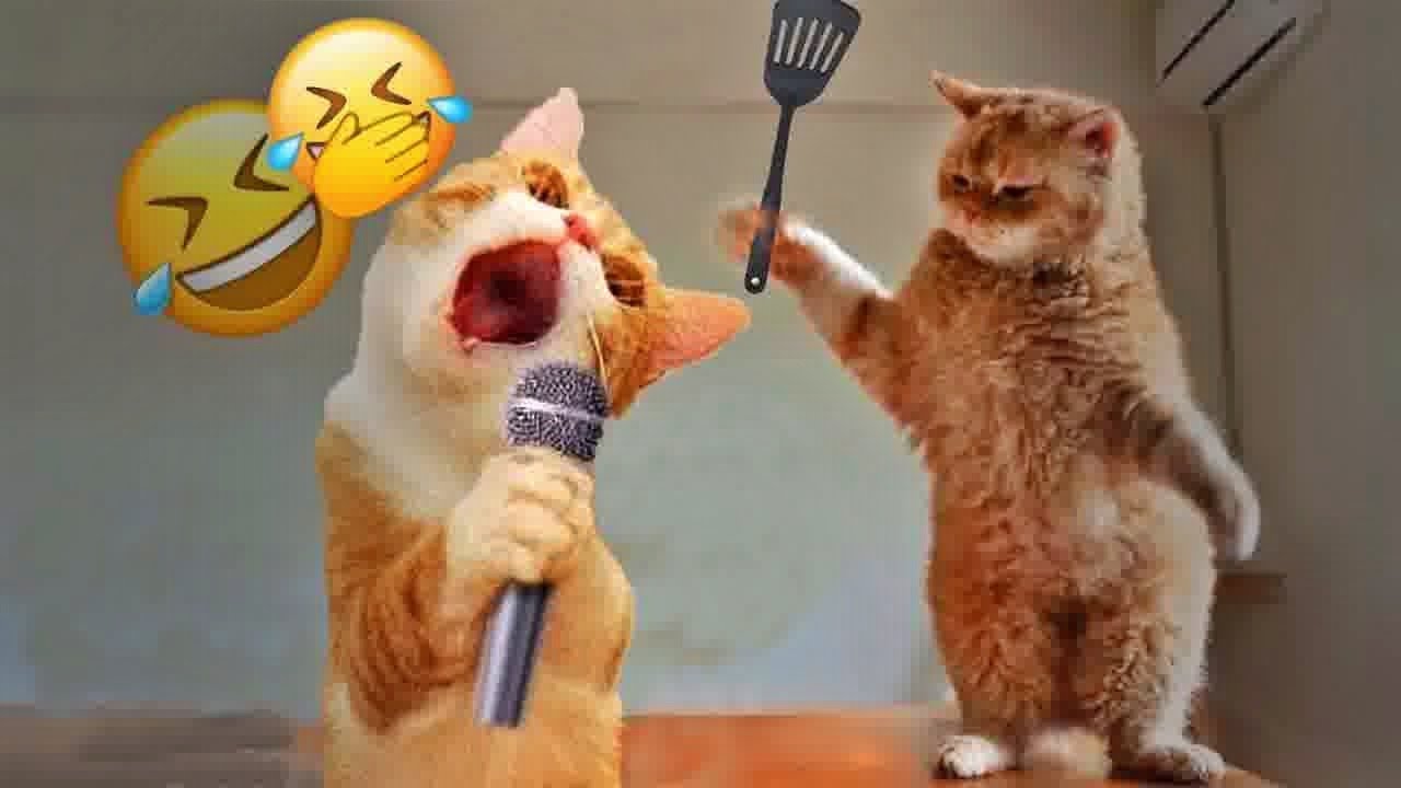 You Laugh You Lose😹🐶Funniest Dogs and Cats 2025😍