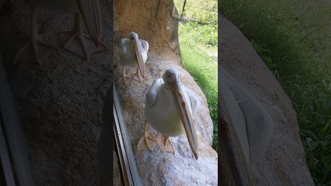 モモイロペリカンの絵画（？） #shorts #モモイロペリカン #whitepelican #のんほいパーク #豊橋総合動植物公園 #豊橋 #愛知 #zoo #animal