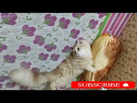 cat funny video | cat ki funny video for play | cat ki funny video | cat video
